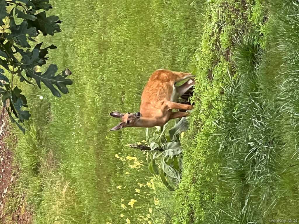 404 John Joy Road, Woodstock, NY 12498 - Photo 38 of 50