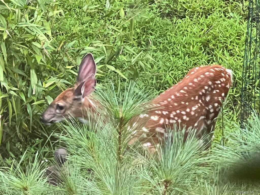 404 John Joy Road, Woodstock, NY 12498 - Photo 39 of 50