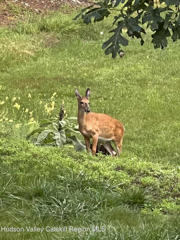 404 John Joy Road, Woodstock, NY 12498 - Photo 38 of 50