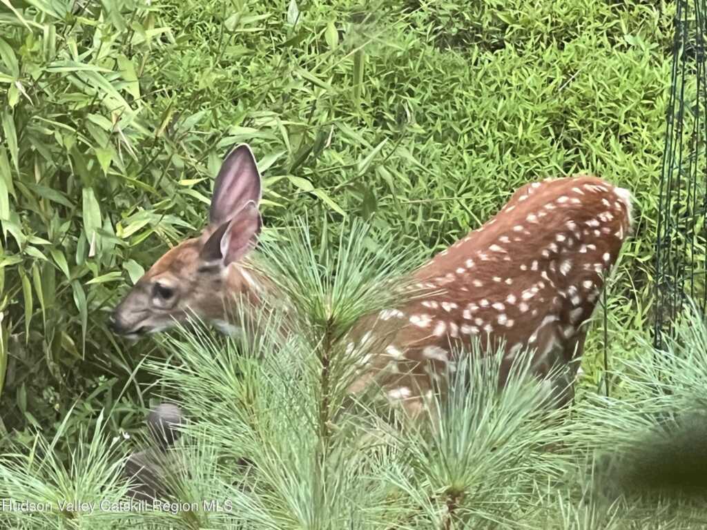404 John Joy Road, Woodstock, NY 12498 - Photo 39 of 50