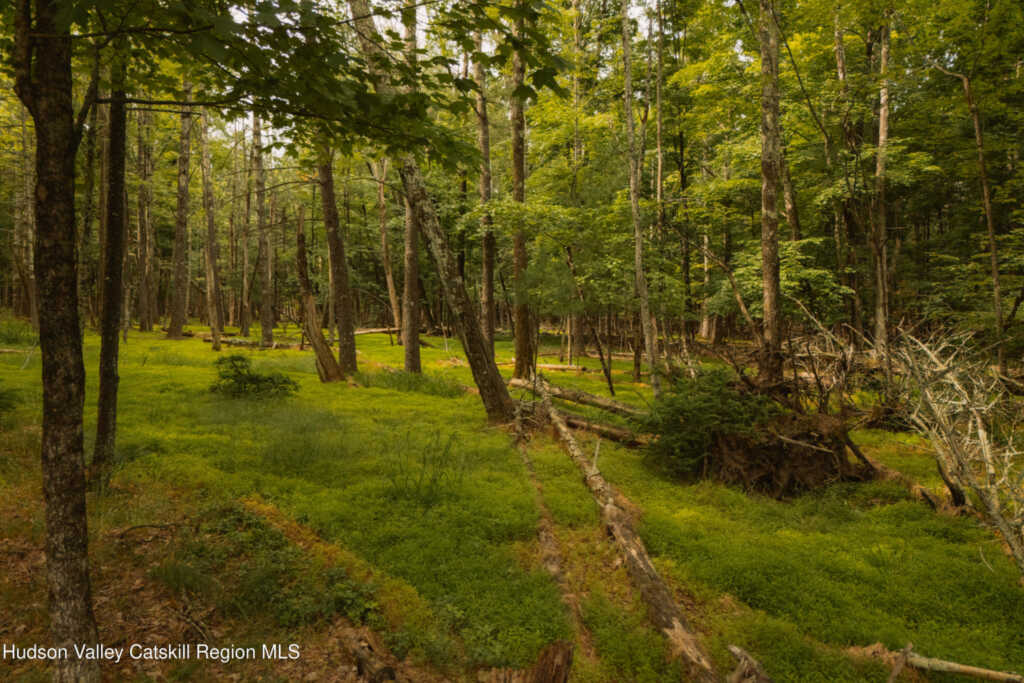 297-299 Ohayo Mountain Road, Woodstock, NY 12498 - Photo 45 of 46