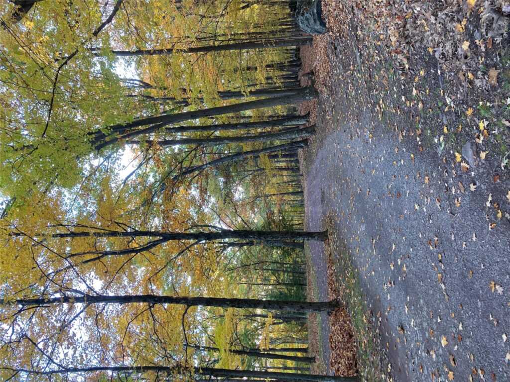 231 Manorville Road, Saugerties, NY 12477 - Photo 40 of 46
